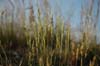 grasses on shed roof